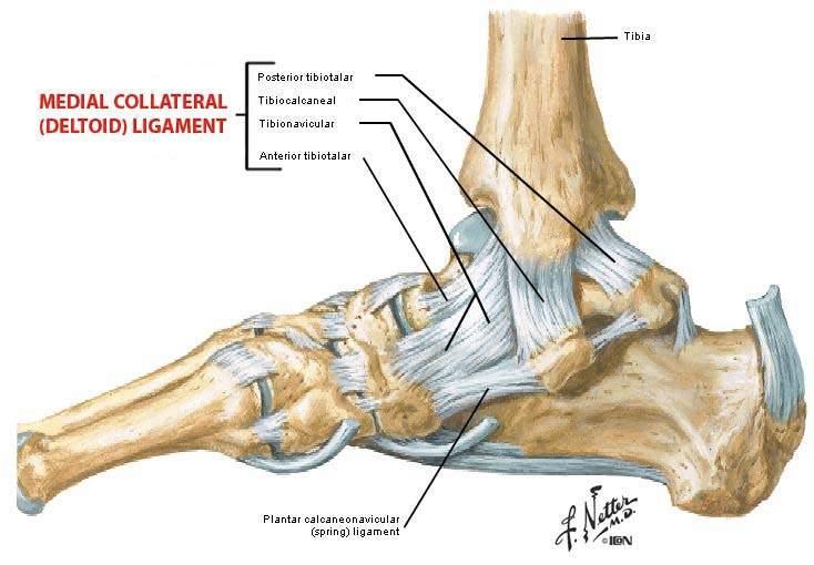 Ligaments: Deltoid ligament (MCL of ankle) Strong, roughly triangular ligament composed of several bands of fibres fused together.