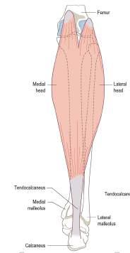 Posterior Group Gastrocnemius Proximal attachment Distal attachment Action of muscle - posterior aspect of the medial and lateral femoral condyles.