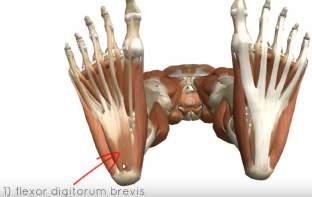The plantar muscle is described in four layers from