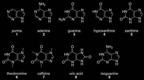 Purines and uric acid Fig 2 JFI Uric acid is the major