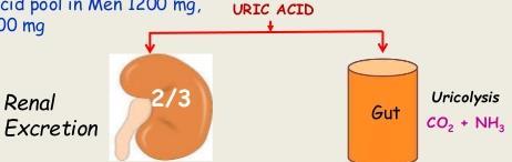 ~3/4 of uric acid is eliminated by the kidneys.