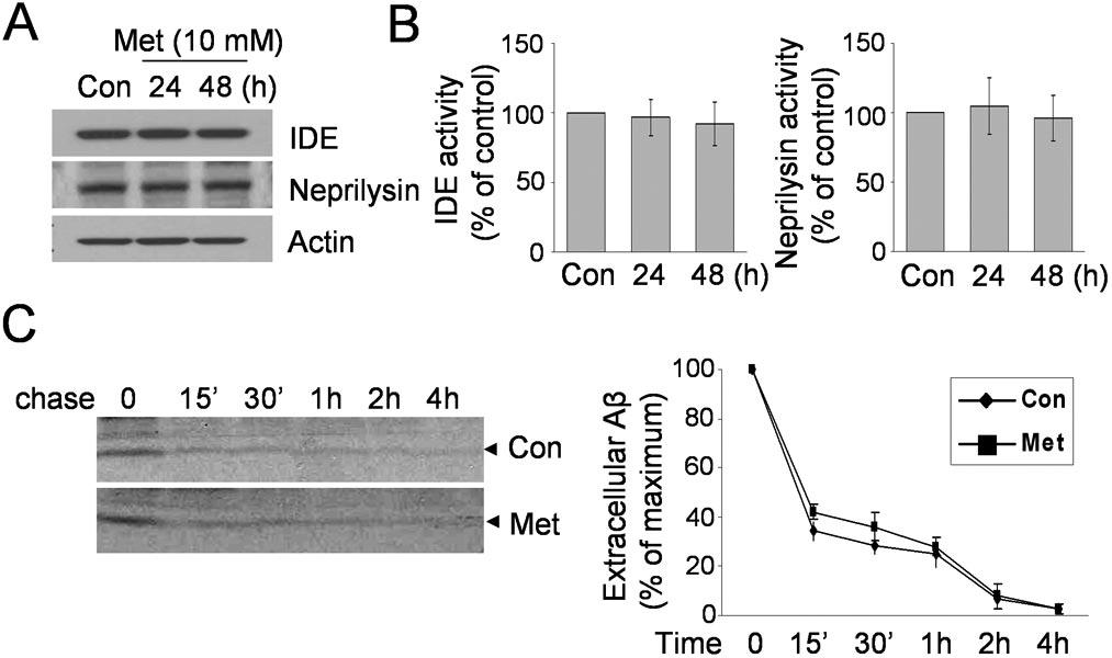 Fig. S2. Metformin has no effect on 2 A -degradating enzymes and A degradation. (A) Unchanged protein levels as measured by Western blot analysis.