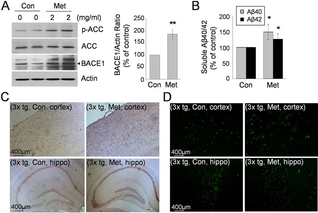 Fig. S3. Metformin activates AMPK/BACE1 and increases A level in triple Tg mice. (A) Western blots of frontal brain lysates from the triple Tg mice after drinking metformin (2 mg/ml) for 3 months.
