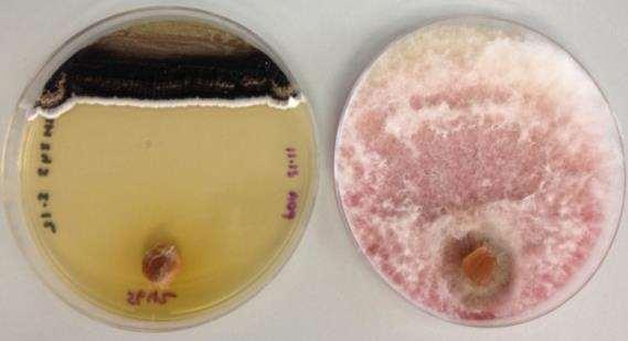 In vitro antifungal activity of actinobacteria against three Fusarium pseudograminearum strains Actinobacteria Isolate Suppression zone (mm) CS5642