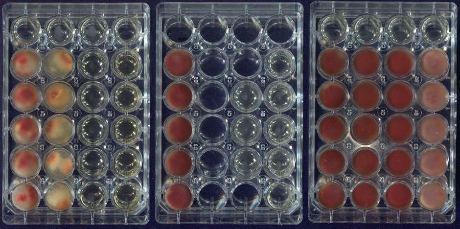 Testing actinobacteria metabolites for suppression of Fusarium