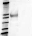 Marker 2: recombinant DPP4 3:BSA-E1