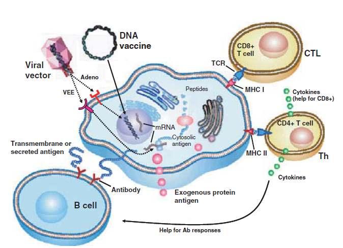 DNA vaccine system 1. Activation of innate immunity 2. T cell response: CTL and hepler T cells 3.