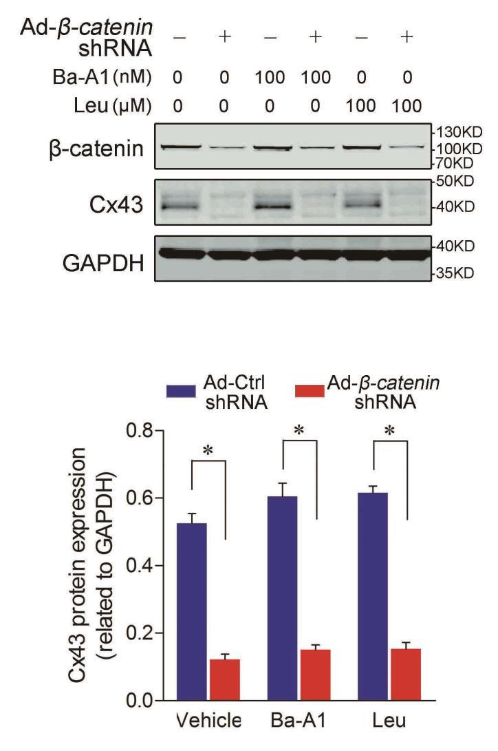 Supplementary Figure 11. Reduced Cx43 by β-catenin knockdown is not rescued by Leu and Ba-A1. Top, Representative western blots for Cx43 and β-catenin. Leupeptin: Leu; Bafilomycin A1: Ba-A1.