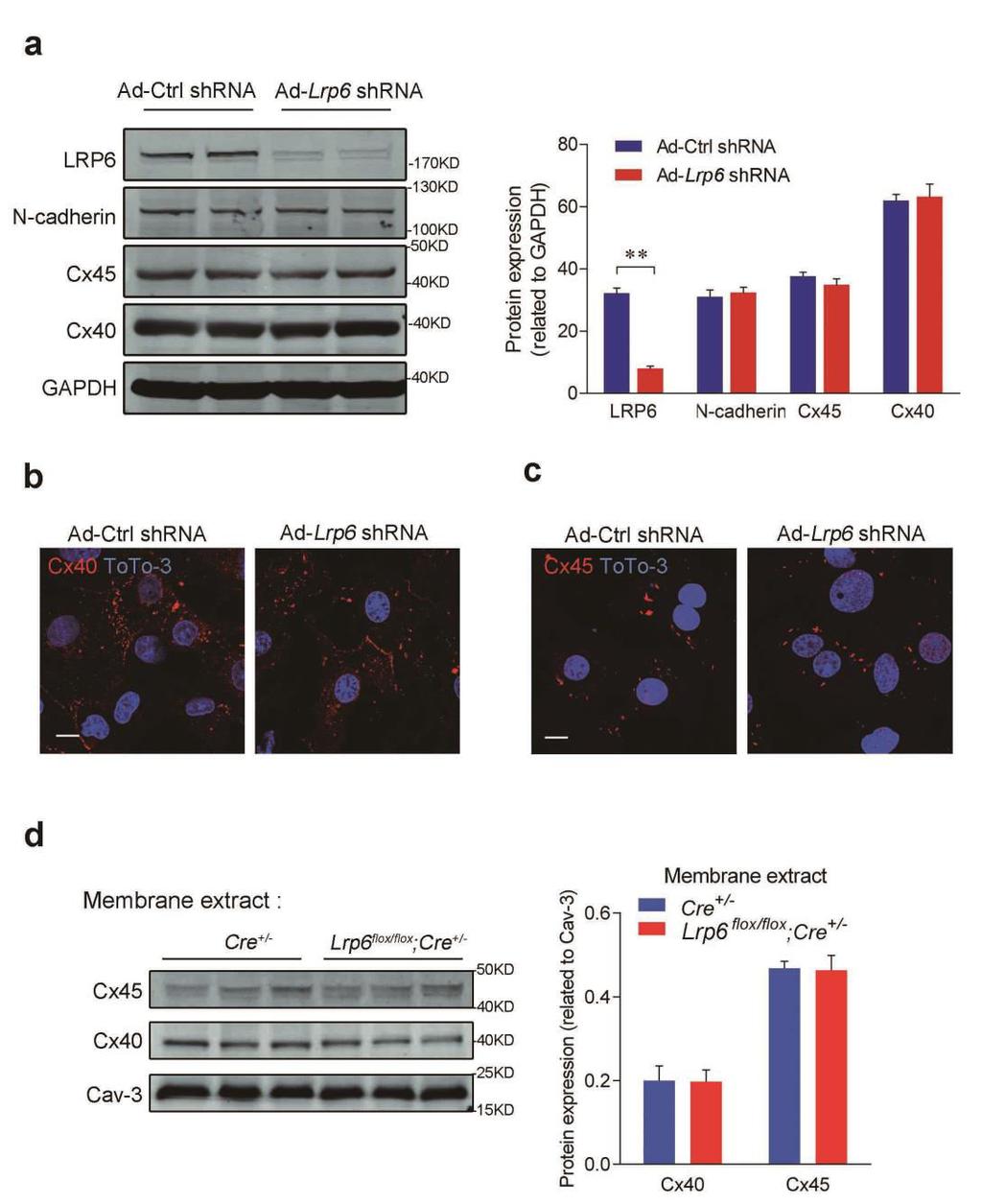 Supplementary Figure 2. Effects of LRP6 on Cx40, 45 and N-cadherin in cardiomyocytes. (a) Western blotting examination of Cx40, 45 and N-cadherin protein expression.