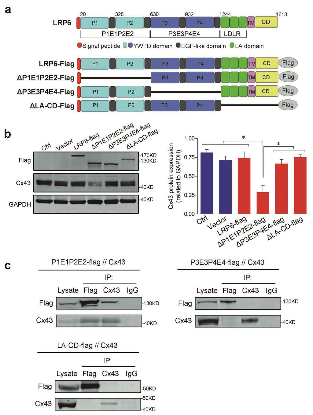 Supplementary Figure 4. Identification of the critical LRP6 module important for Cx43 expression. (a) The schematic diagram for LRP6 domain-truncated mutants.