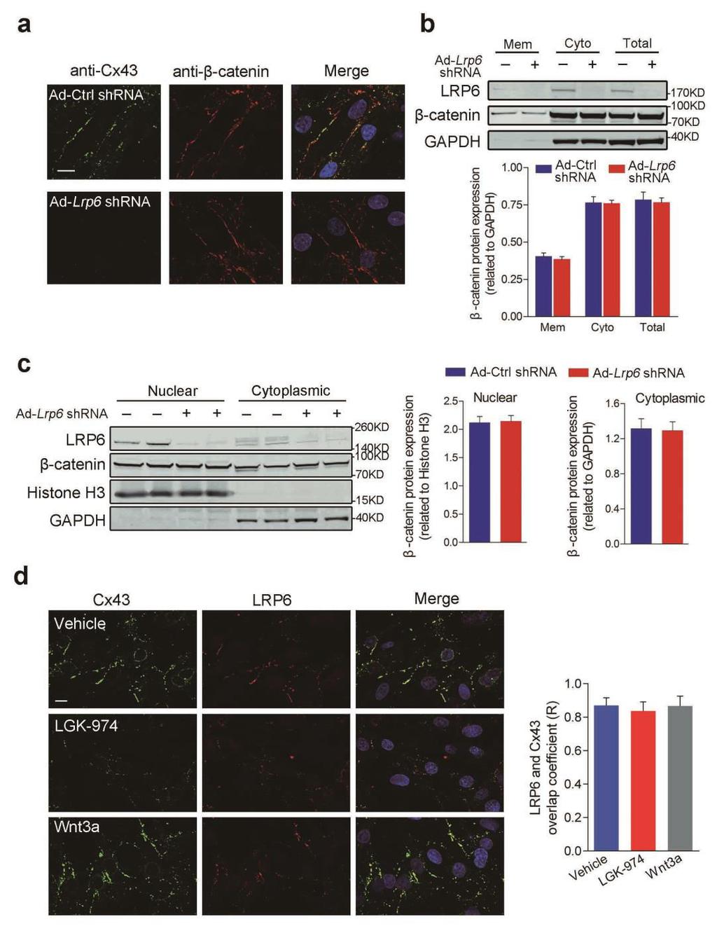 Supplementary Figure 5. Role of LRP6 in the canonical Wnt signaling of cardiomyocytes. (a) Immunofluorescent imaging of β-catenin and Cx43 in LRP6-deficient NRVMs. Scale bars, 10 µm.