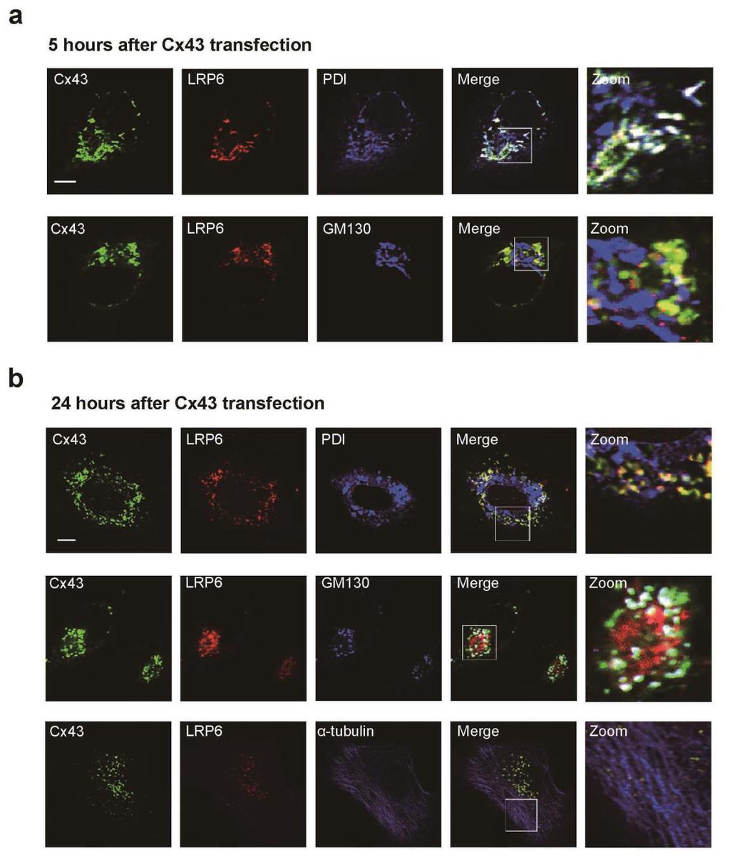 Supplementary Figure 6. Subcellular colocalization analysis of LRP6 and Cx43. The HeLa cells transfected with Cx43-GFP were used for cellular imaging.