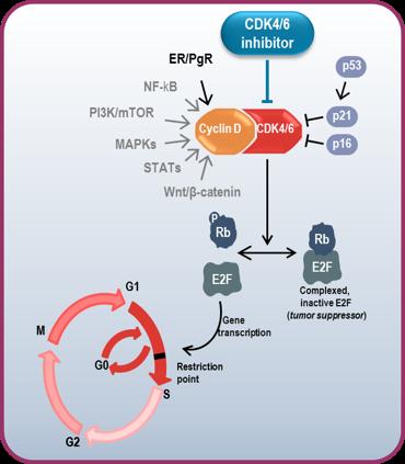 CDK4/6 inhibition in hormone receptor