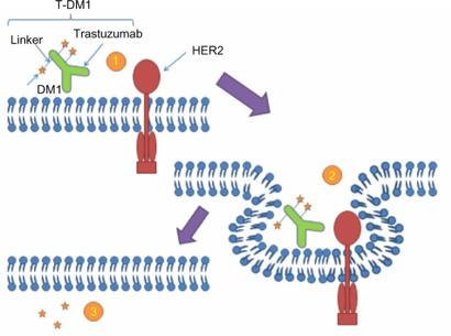 T-DM1 T-DM1 = trastuzumab linked to DM1 DM1 =