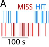 MISS HIT Ongoing brain activity is self-organized into slow covarying neuronal fluctuations in intrinsic