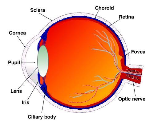 Optic nerve Vitreous Cornea