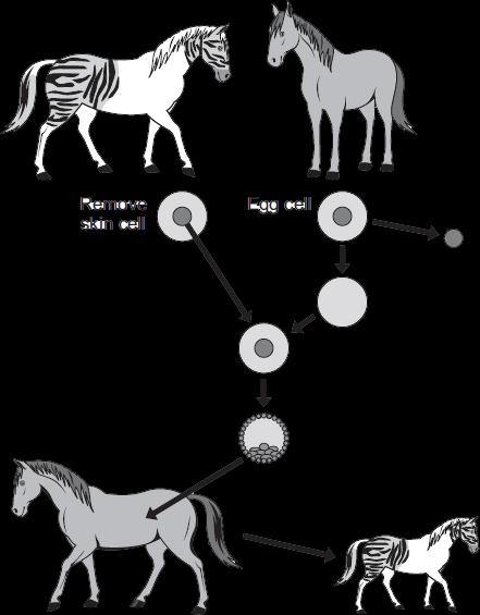 The zorse has characteristics of a zebra and a horse. Why? (2) Zorses are not able to breed. Scientists could produce more zorses from this zorse by adult cell cloning.