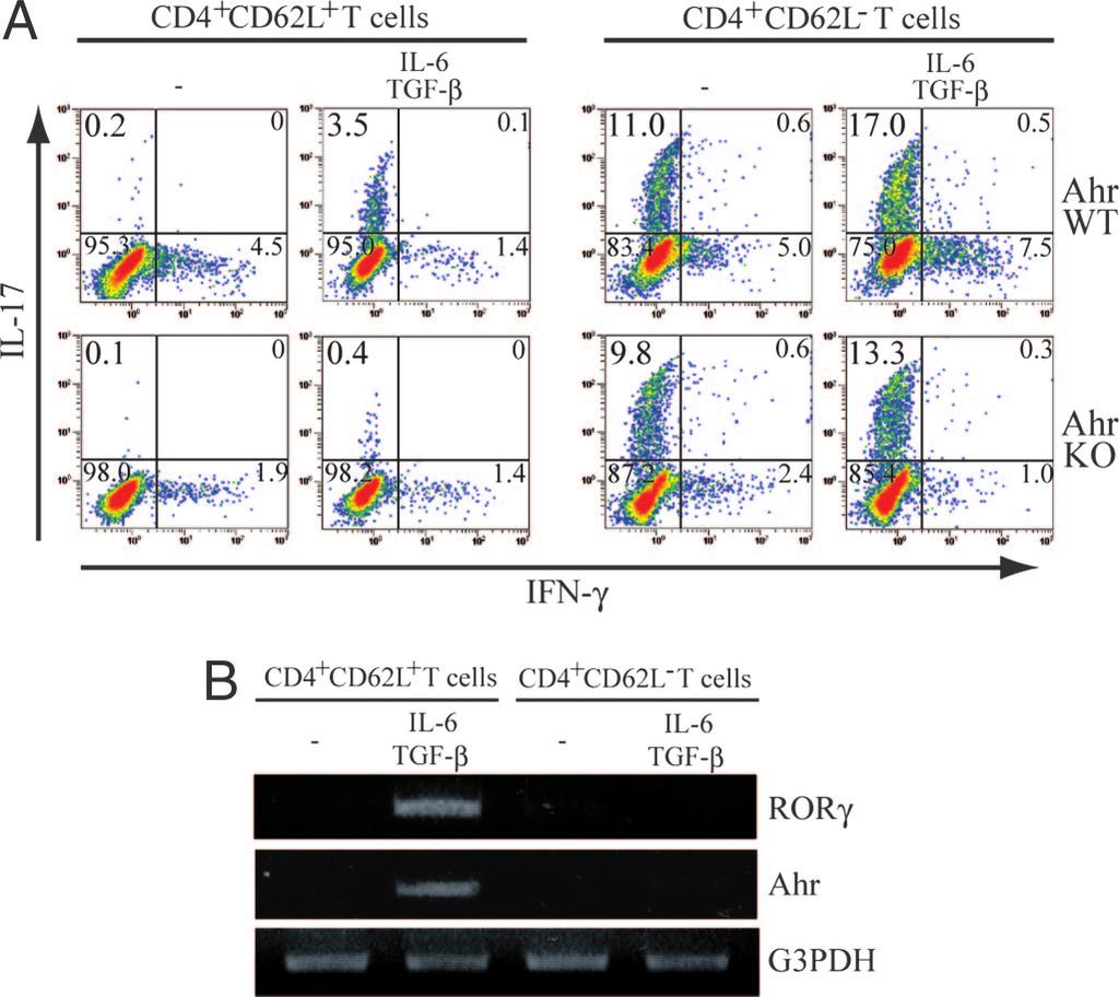 Fig. 3. Different pattern of IL-17 production between CD4 CD62L and CD4 CD62L cells. CD4 CD62L and CD4 CD62L cells isolated from WT mice were stimulated with anti-cd3/cd28 beads and TGF- plus IL-6.