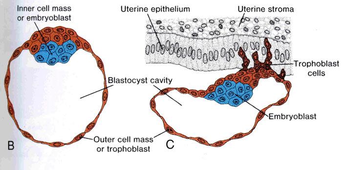 Figure 1 Embryonic membranes and placenta are derived from the outer