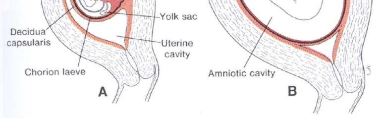 amniotic cavity (A).