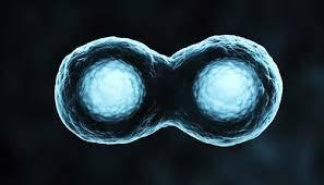 Mesenchymal Stem Cells Self -renewing > dividing and replicating E mbryonic stem cells > Pluripotent (i.e. no