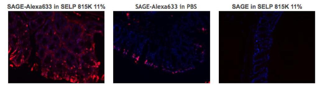 SELP with SAGE (preclinical) SELP hydrogel enhances SAGE delivery In-vivo results: labeled