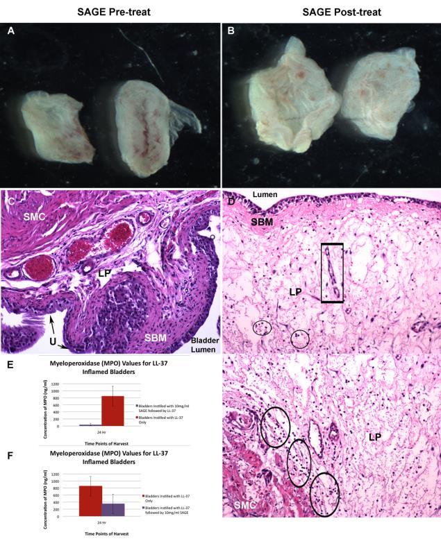 SAGE as an anti-inflammatory (preclinical) Hypothesis: SAGE compounds can attenuate anti-microbial peptide (LL-37) induced cystitis SAGE pre-treatment bladder armor : minimal