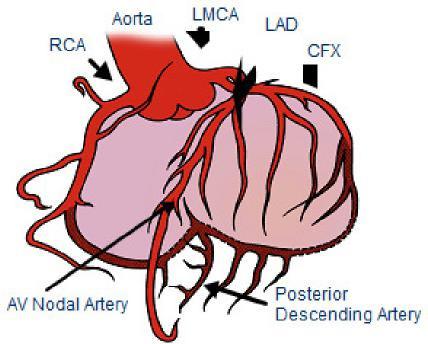 Coronary Artery Blood Supply Normal coronary artery blood flows through three main coronary arteries: Right Coronary Artery (RCA) Left Anterior Descending (LAD) Left Circumflex (LCx) The RCA supplies