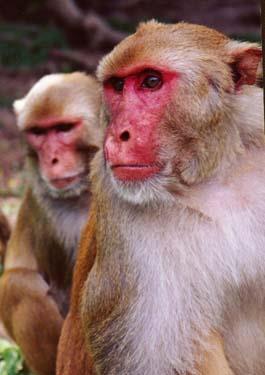 Efficacy of iprep with TDF/FTC in the SHIV Macaque