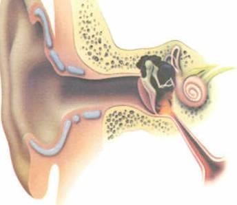 Normal Middle Ear Function At rest, Eustachian tube is closed During swallowing, tensor