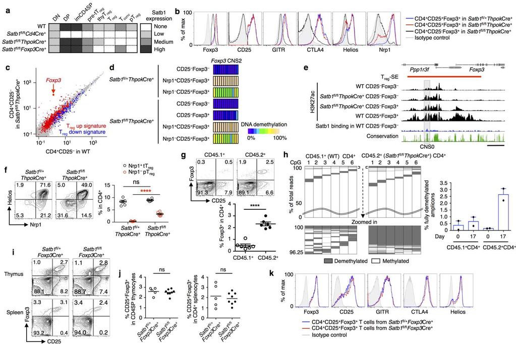 Supplementary Figure 6 Effects of mature CD4 + T cell specific and T reg -specific Satb1 deletion on T reg development, phenotype and T reg -type DNA hypomethylation.