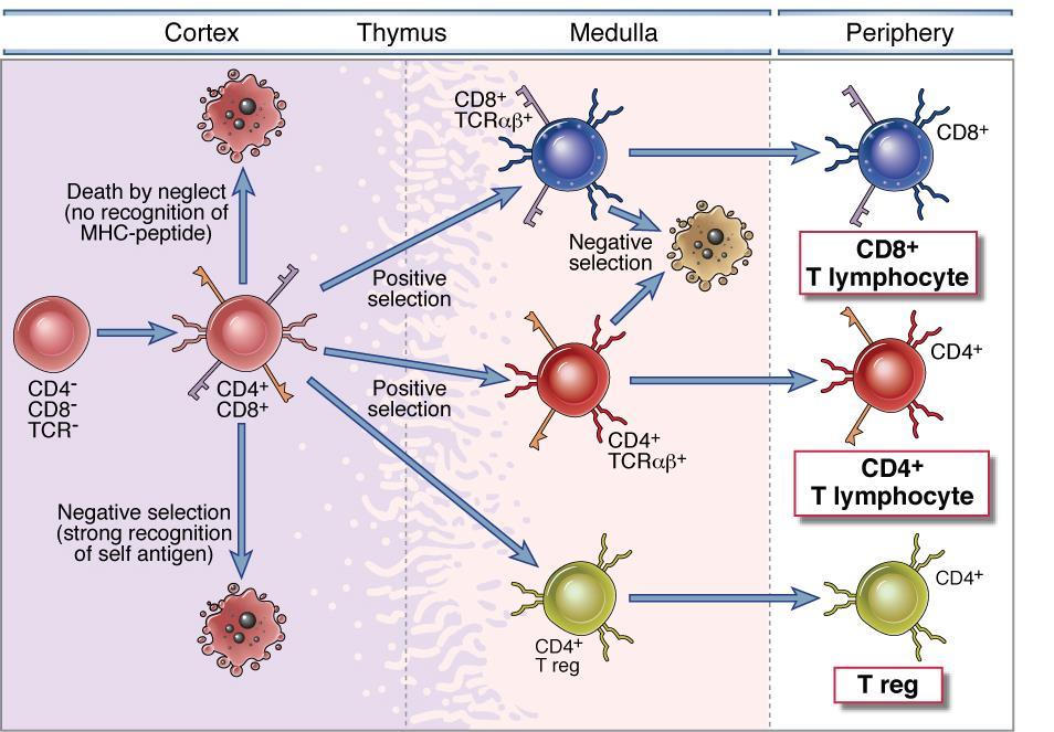 Thymic T cell development Downloaded from: