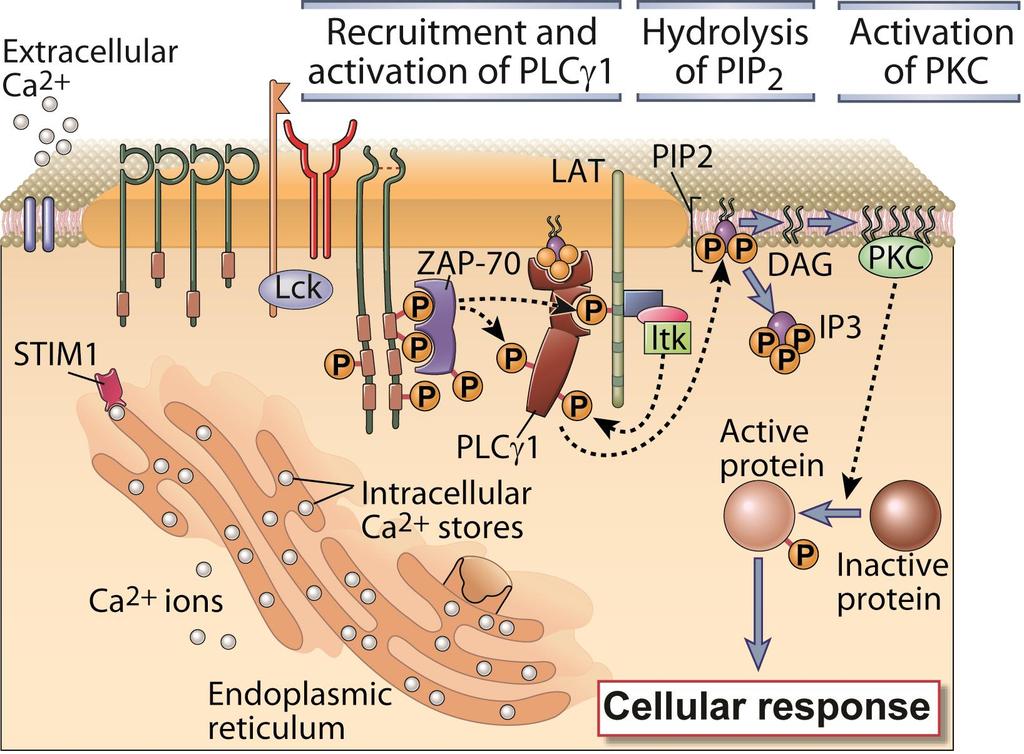 T cell Signaling Downstream of PLCg1 (1) Abbas, Lichtman, and Pillai.