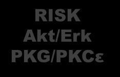 opener (eg, Nicorandil) RISK Akt/Erk PKG/PKCε NO and ROS mptp K ATP
