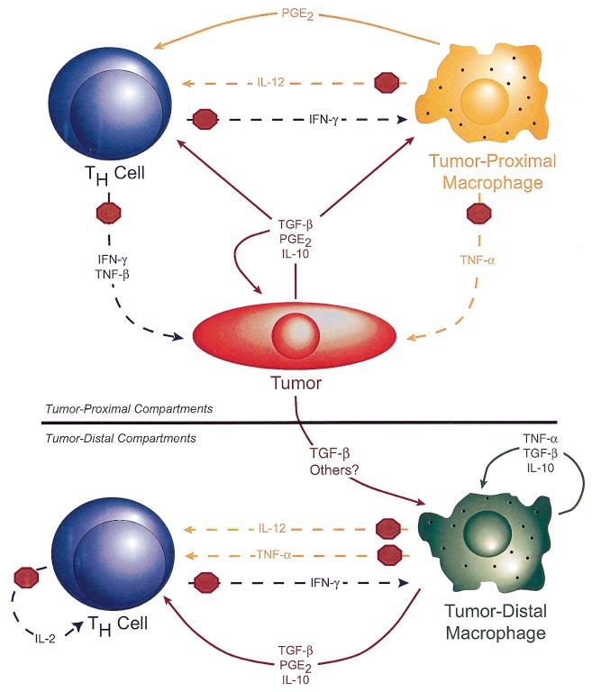 Fig. 2. Macrophage activities vary with compartment during tumor growth.