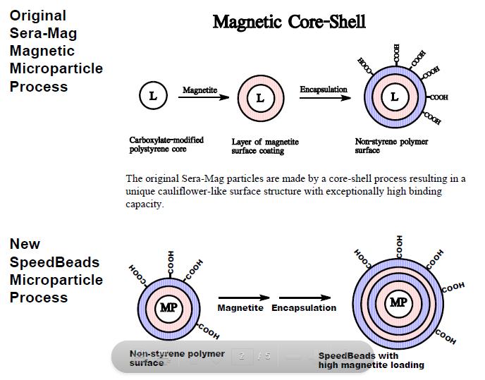 Structures of Magnetic Beads Copyright