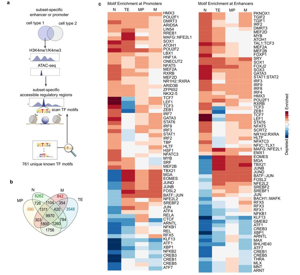 Supplementary Figure 4 Full list of TF motifs enriched in subset-specific regulatory elements.