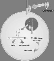 Monocyte fates Blood 13 Conditional mononuclear phagocyte ablation -DTR