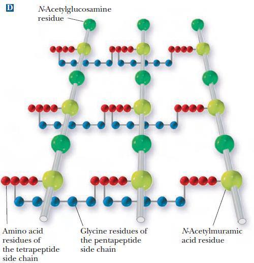 -GLYCOPROTEINS: -lots of proteins connected to them some sugars -carbohydrates (sugars) can be connected to proteins either to: 1)The nitrogen if Aspargine (N-glycosidic linkage through the amide