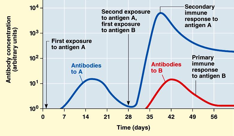 VIII. Secondary Immune Response/Memory A. Result of exposure to previously encountered antigen 1. 3-5 day response time vs. 5-10 day primary response 2. immunity lasts longer 3.
