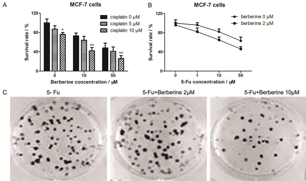 Figure 2. Berberine sensitizes the effects of chemotherapeutic drugs cisplatin and 5-Fu. A.