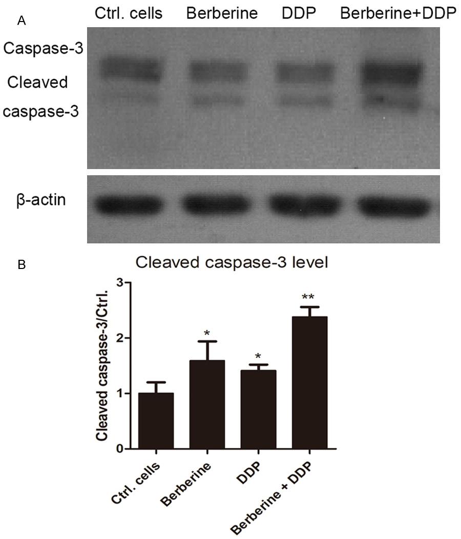 Figure 3. Berberine combinated with cisplatin promotes the activation of caspase-3. A.