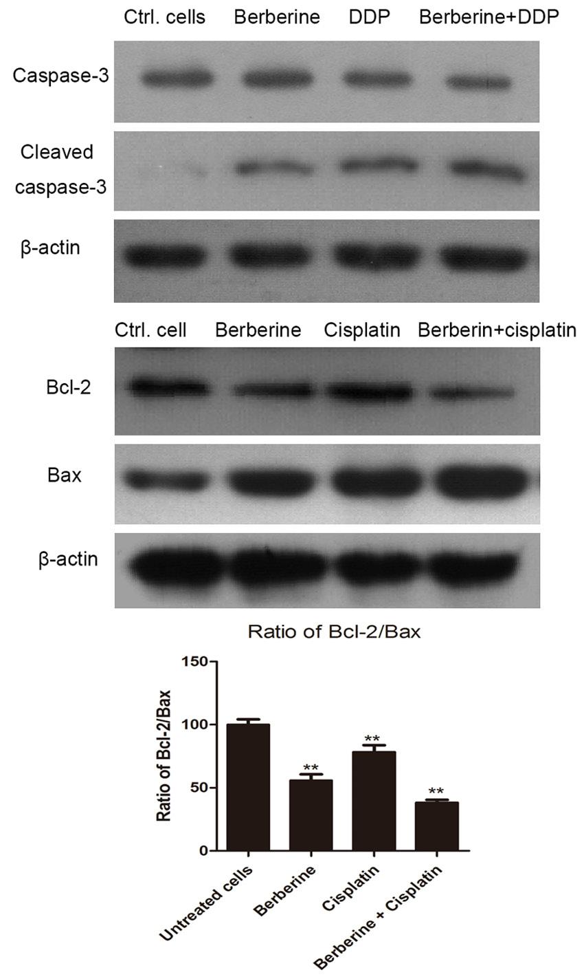 Figure 4. Berberine in combination with cisplatin increases Bax and decreases Bcl-2 expression. MCF-7 cells were treated with 5 μm of berberine in combination with 10 μm of cisplatin for 48 hours.
