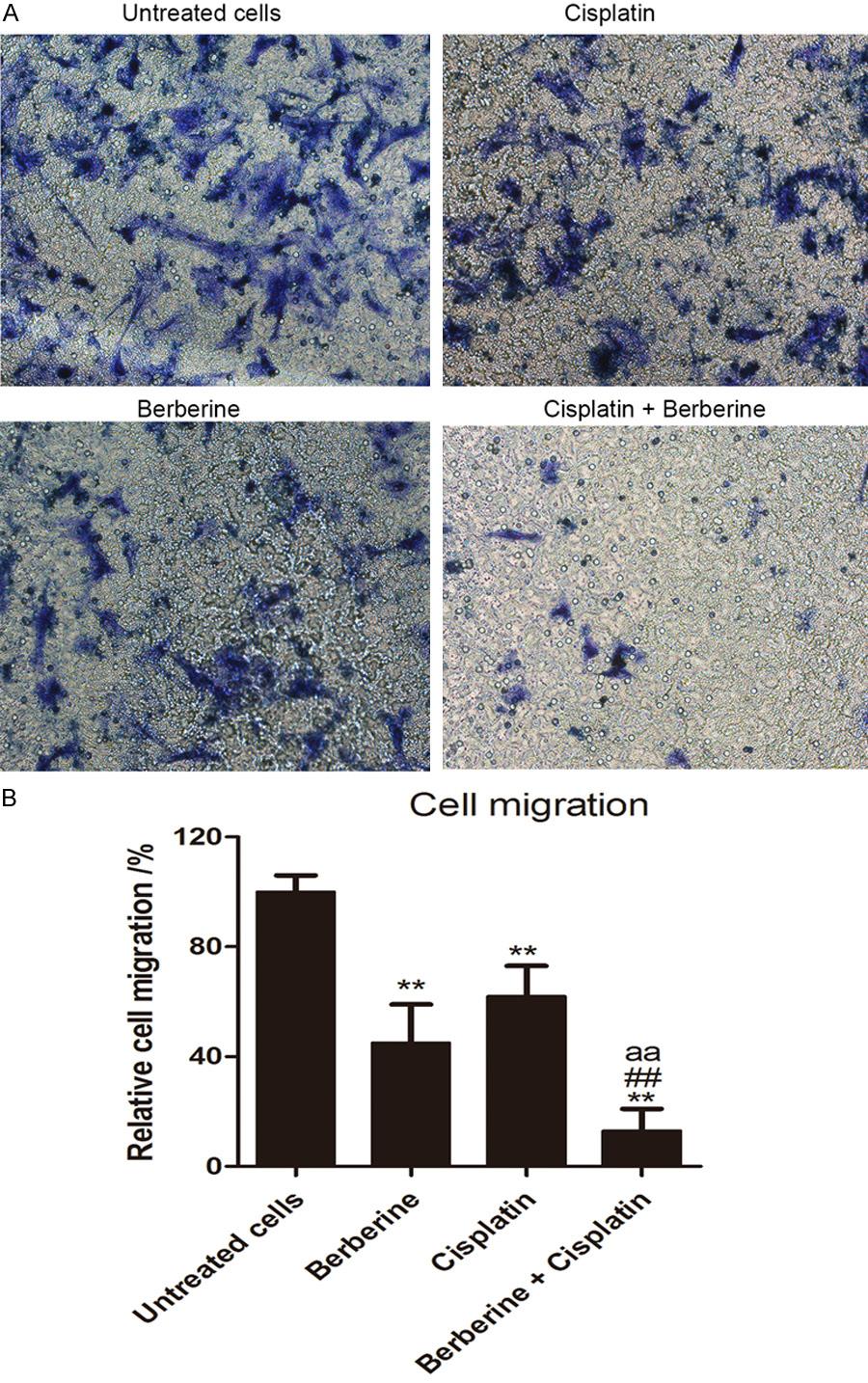 Figure 5. Berberine in combination with cisplatin decreases the invasive ability of MCF-7 cells.