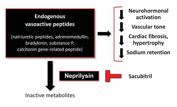 Blocking Neprilysin Increases Levels of
