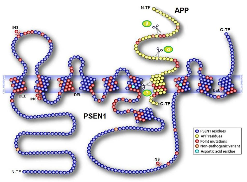Presenilin With APP in the Active Site APP, amyloid precursor protein, C-TF,