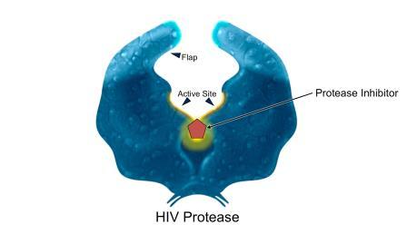 HIV Protease Inhibitor Protease Inhibitor HIV Protease HIV