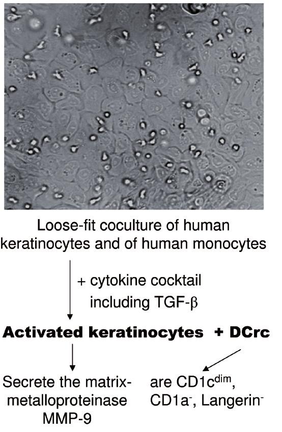 Fig. 2: Loose-fit coculture of human keratinocytes and dendritic cell-related cells Human keratinocytes and monocytes were cocultured in the presence of a cytokine cocktail.