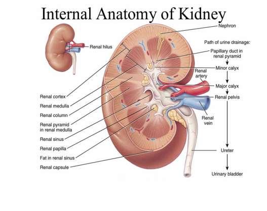 Functions of the Kidney Elimination of metabolic
