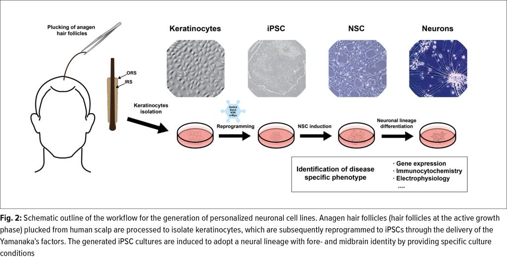 regional brain identity. Most commonly, ipscs are first differentiated into neural stem cells (NSCs), which still maintain the ability to self-divide and thus can be further expanded.